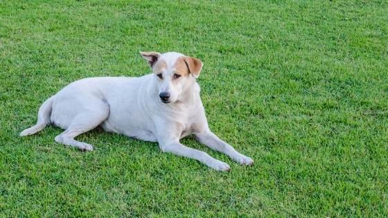 An invisible fence can let your dog roam free without having to change up your landscaping. Here's how to tell if an invisible fence is right for your dog.